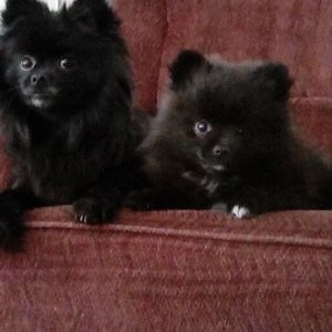 Meet your Posher, Bon